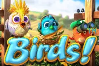 Birds!