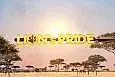 Lion's Pride
