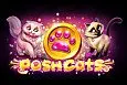 Posh Cats