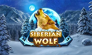 Siberian Wolf