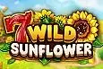 Wild Sunflower